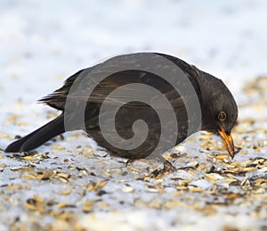 Black, bird and seed in nature with snow for winter, wildlife and natural habitat or environment for animal. Turdus