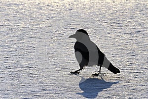 Black bird silhouette on white snow