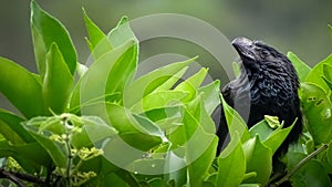 Black bird similar to a crow is posing in profile on the top of a shrub of Green leaves