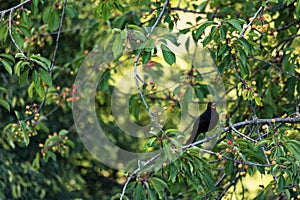 A black bird sits on a cherry tree and chirps.