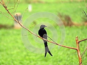 Black Bird sitting on the branch and observes photo