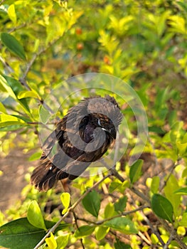 black bird sitting on a branch
