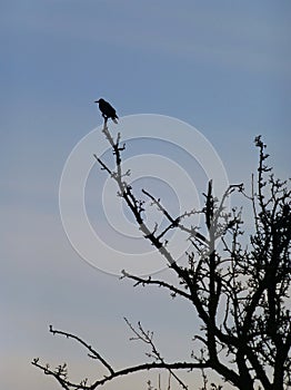 Black bird sitting on the top of the tree branch