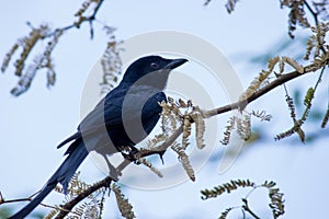 A black bird sitting on the tree branch and looking away