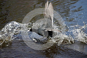 Black Bird Splashes Water While Taking Off From Lake in Flight Action Shot with Wings Spread Wide Open and Sunlight Reflecting on