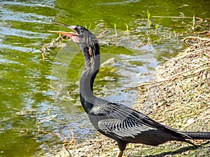 black bird spreading wings