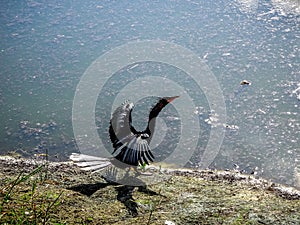 black bird spreading wings