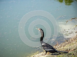 black bird spreading wings