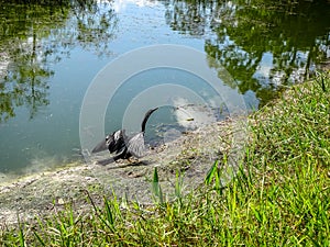 black bird spreading wings