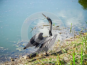 black bird spreading wings