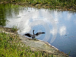 black bird spreading wings