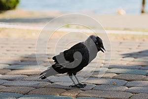 a black bird standing on some stones next to the ocean