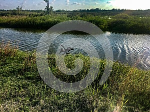 black bird in the swamp