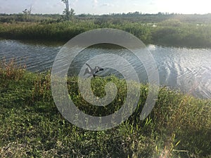 black bird in the swamp