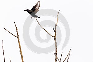 A black bird taking flight