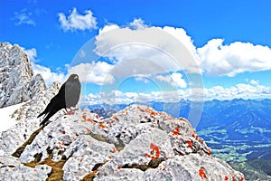 Black bird on top of the world, beauty of nature, blue alpine landscape, blue sky, snow covered mountain peaks