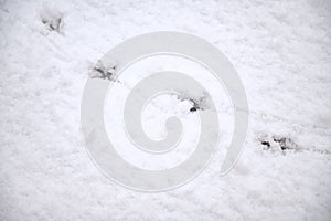 Black, bird tracks on white, textured snow.