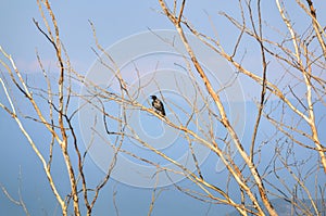 Black bird on a tree