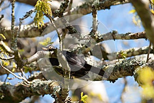 Black bird on tree branch seen from below