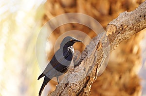 Black bird on a tree in the Fish River Canyon, Namibia.