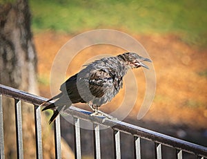Black bird tweeting fence