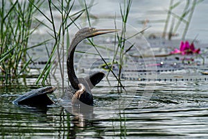 The black bird under the lake