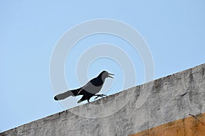 Black bird on wall