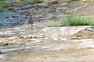 A black bird on the water`s edge