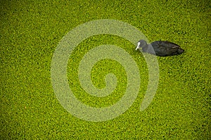 Black bird with white beak swimming in canal water covered by small greenish aquatic plants at Gouda.