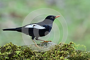 Black bird with white and grey feathers on its wings percing on mossy rock in nature
