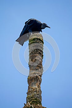 Black bird (coragyps atratus) resting. photo