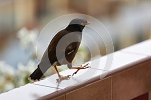 A black bird with a yellow beak Acridotheres tristis steps along the railing of the balcony