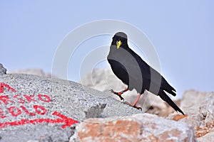 Black bird with yellow beak