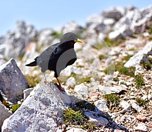 Black bird with yellow beak