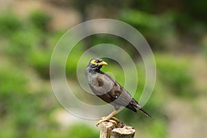 Black bird with a yellow beak standing on a fence. sri lanka