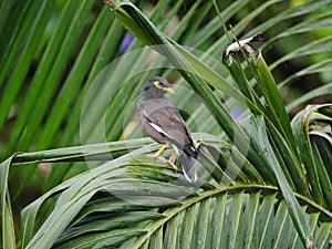 Black bird with yellow beak standing on palm tree and looking at camera