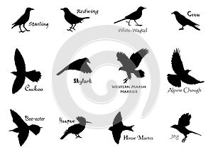 Negro observación de aves 