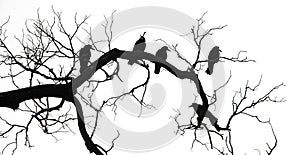black birds on black tree branches isolated on white