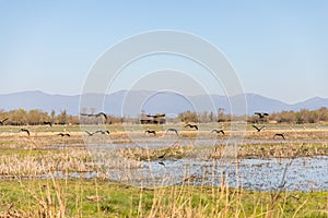 Black birds flying over swampy field with clear sky