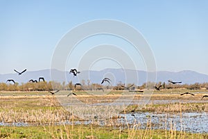 Black birds flying over swampy field with clear sky