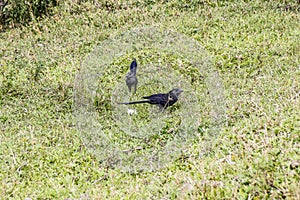 Black birds on green lawn