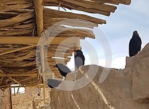 Blacks Birds in Masada photo
