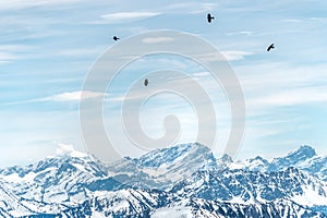 Black birds over snowy mountains for ski and snowboard