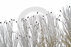 Black birds perch on top of trees in winter