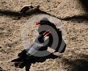 Black Birds in the Town of Walsrode, Lower Saxony