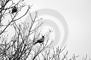 Black Birds Tree Branches Black And White