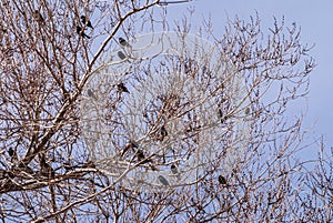 Black birds on tree, Red Rock Canyon, Nevada, USA