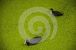 Black birds with white beak swimming in canal water covered by small greenish aquatic plants at Gouda.