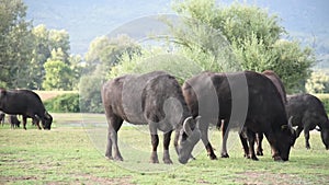 Black bisons pasturing at the meadow.