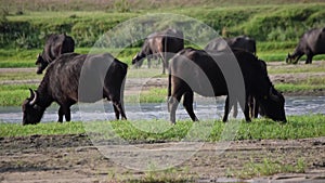 Black bisons pasturing at the meadow by the river.